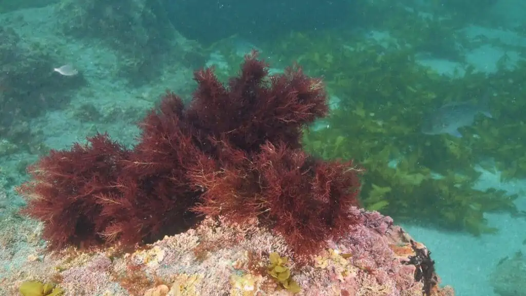 Honduran Sea Moss for Health A Nutritional Powerhouse from the Ocean