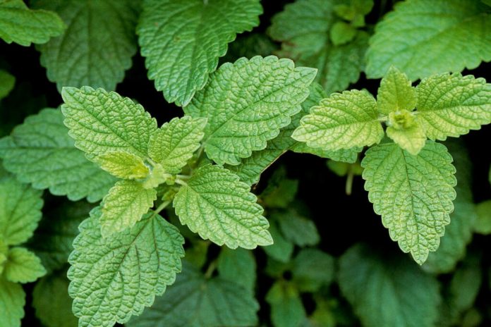 How Lemon Balm Can Boost Your Health and Wellness