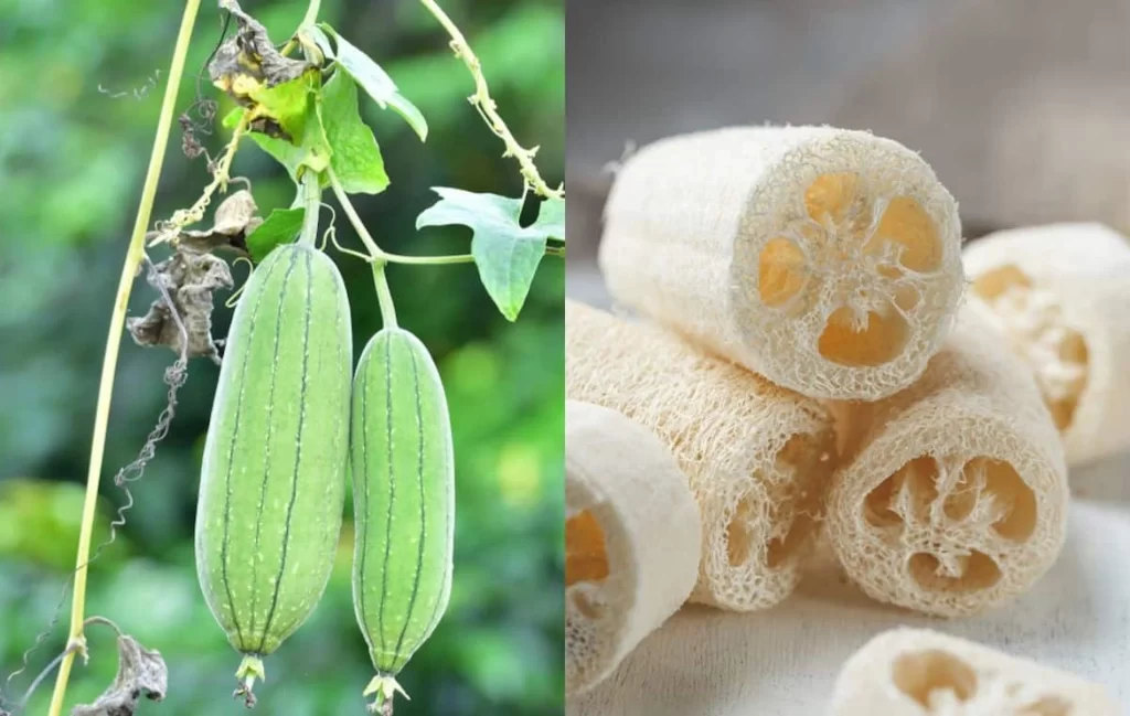 The Amazing Angled Loofah: Nature's Exfoliating Sponge