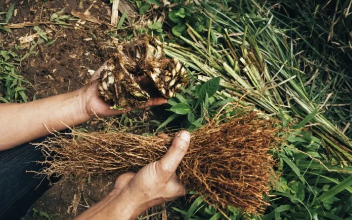 Vetiver Root: The Herbal Breakthrough You Need