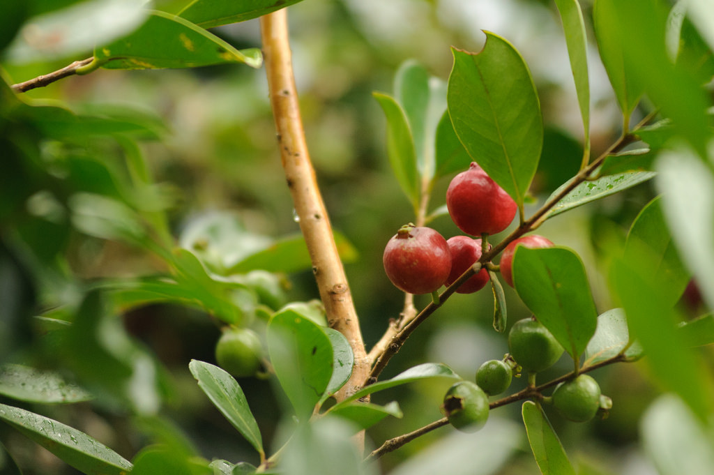 The Incredible Health and Fitness Benefits of Strawberry Guava